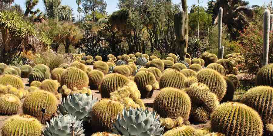 Qu Son Las Plantas Xer Fitasguia Jardin Mediterraneo