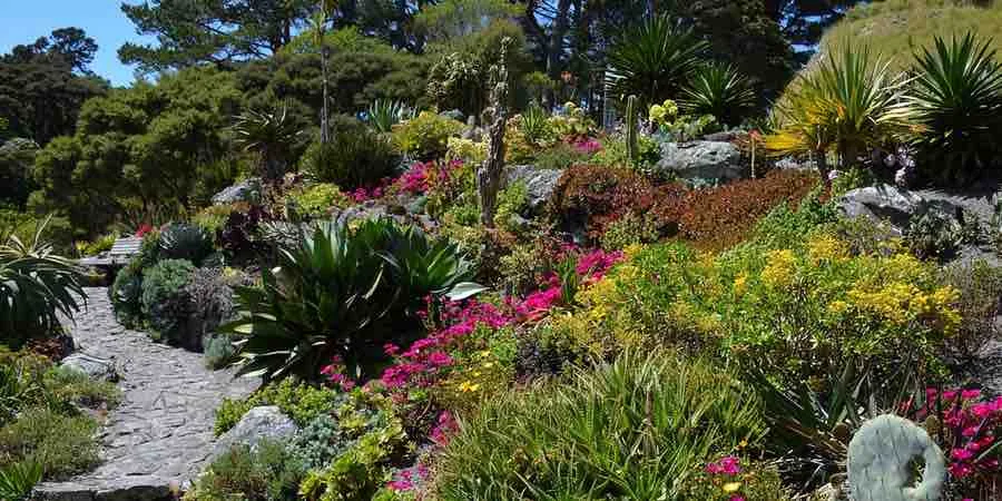 Jardin botánico con plantas xerófitas o xerófilas