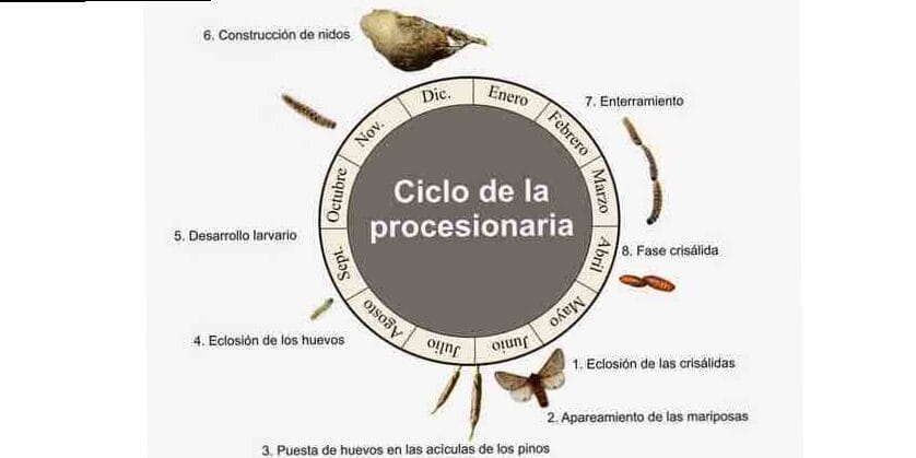 Cómo actuar contra la Procesionaria del Pino 2